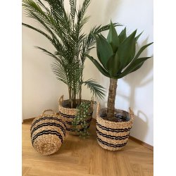 Kurvest - Sgrskurve st med 3 stk.